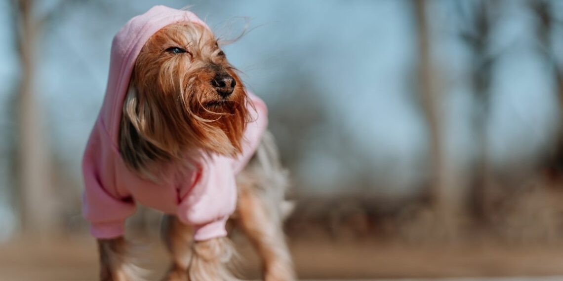 Comment choisir le look idéal pour votre chien